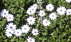 Hoe verstaan ons vryheid