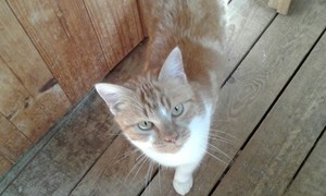 Ruby looking for a home