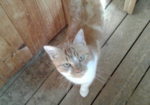 Ruby looking for a home