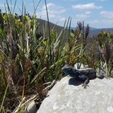 Wildlife on the fynbos trail