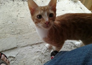 Elvis and Johnny looking for a home