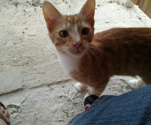 Elvis and Johnny looking for a home