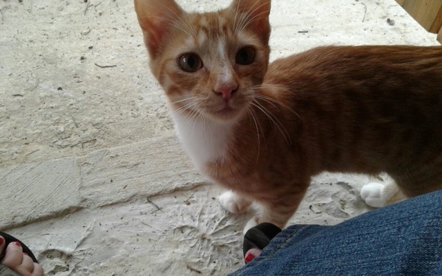 Elvis_Johnny_new_1508484613