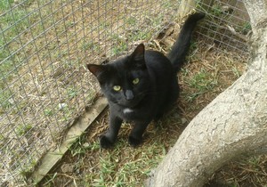 Zorro looking for a home