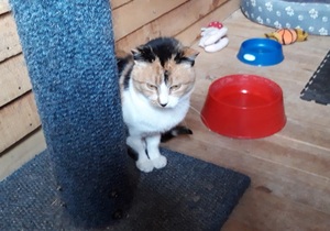 Dorie looking for a home