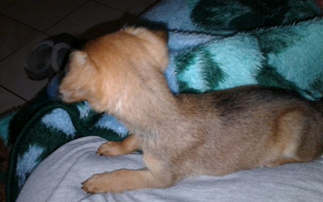 Piglet_1__1508485457