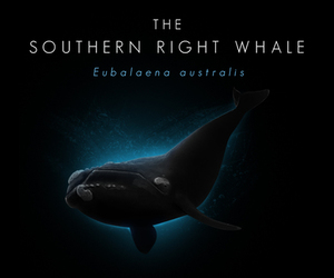 The Southern Right Whale [infographic]
