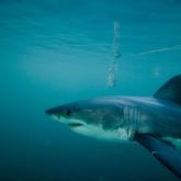 Great White Shark Underwater