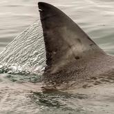 Great White Shark Fin