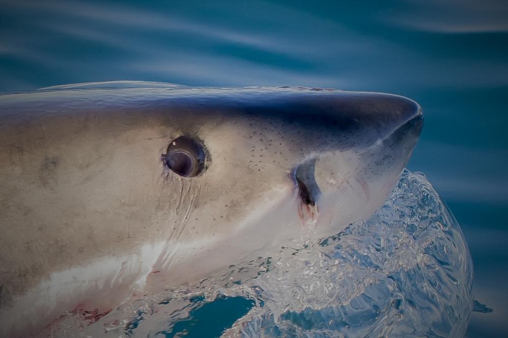 Great white shark eye