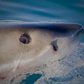 Great White Shark Eye