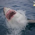 Shark Cage Diving South Africa Shark Cage Diving South Africa