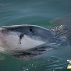 White Shark Projects White Shark Projects