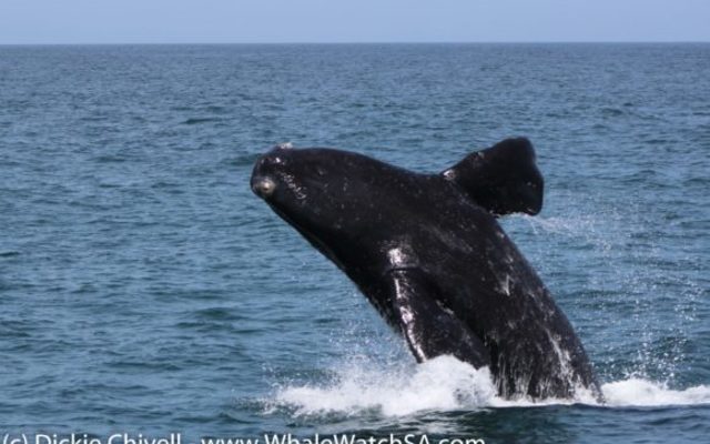 IMG_1043_1_580x387_1509634000