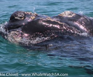 Whale Watching Trip 01 November 2017