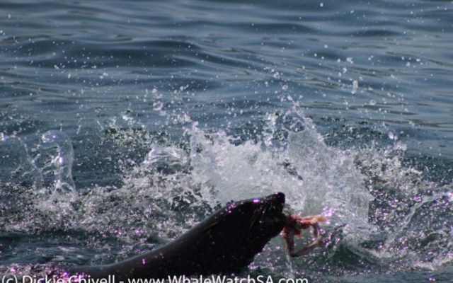 IMG_1154_580x383_1509634003