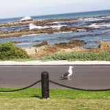 Kormorant_road_view_1509697011