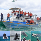 Whale Watching and Marine Big 5 Tours with Dyer Island Cruises