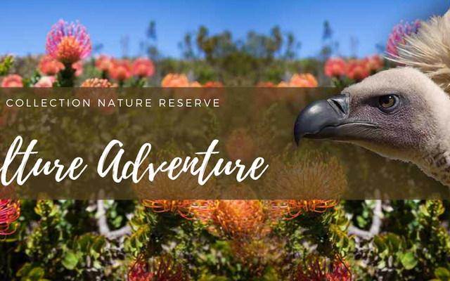 The Vulture experience at De Hoop