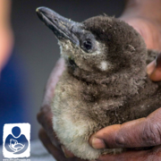 Earning our colours, a quick guide to our age