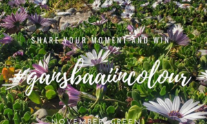 November colour is green - #GansbaaiInColour