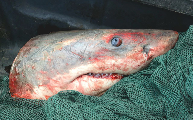 IMG_20171127_WA0004_1511944475 IMG_20171127_WA0004_1511944475