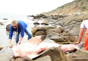 Deceased White Shark, Gansbaai - Cape Infanta