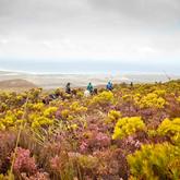 Horse riding through fynbos