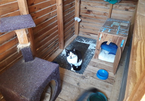 Lancelot looking for a home