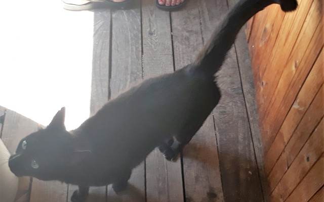 Arthur_1__1512038510