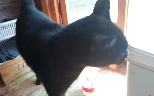 Arthur_4__1512038512