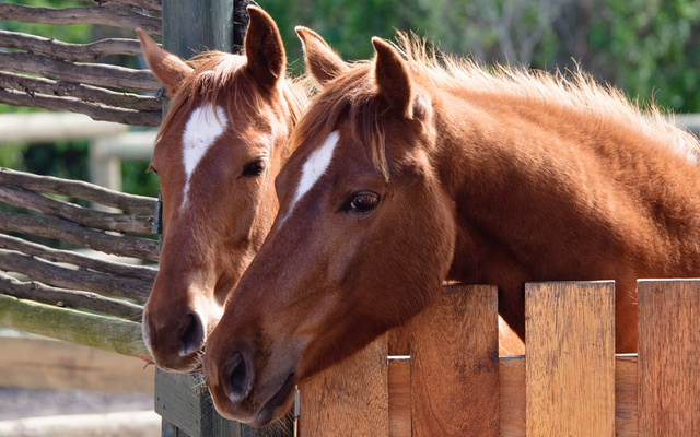 web_grootbos_experience_horse_riding_reserve_07_1512975821