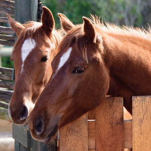 web_grootbos_experience_horse_riding_reserve_07_1512975821