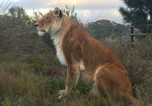 International rescue of Baguira - a caged circus lioness