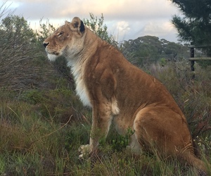 International rescue of Baguira - a caged circus lioness
