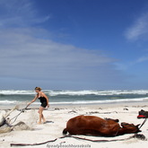 #gansbaaipearlybeachhorsetrails