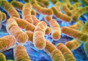 How healthy is your gut bacteria?