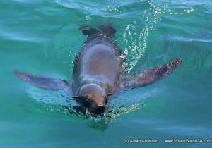 Marine Big 5 Tours - 11 January 2018