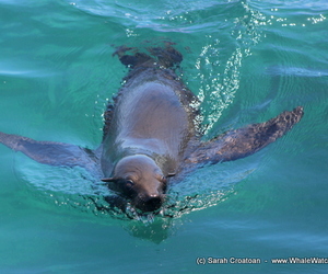 Marine Big 5 Tours - 11 January 2018