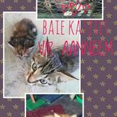 Baby cats available (fee includes sterilization)