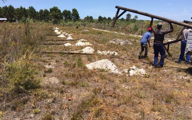 panthera1_1516614153