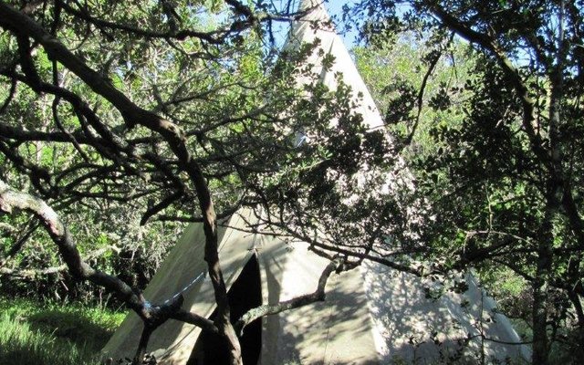 Tipi, Forest Camp, Platbos