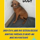Dody needs a home