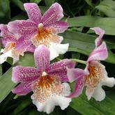 Beautiful orchids for every occasion - Oncidiopsis Papageno 'Mi Amour'