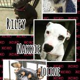 Up for adoption at BARC