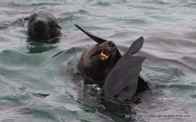 1_1M8A2631_580x363_1518700178