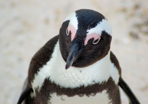 Avian Influenza Update