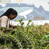 Our Vibrant Masakhane Community Farm - Grootbos Foundation - Xplorio™ Gansbaai