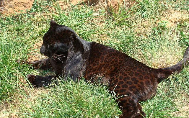1024px_Black_leopard_1520255494