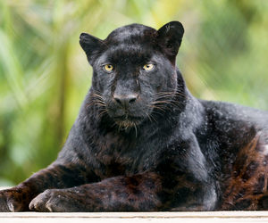 Quick fact about Black Leopards